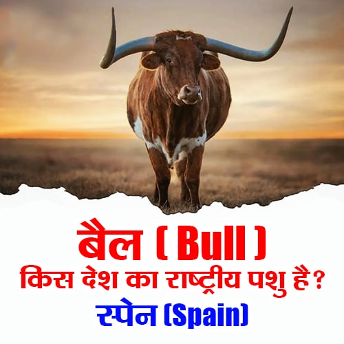 बैल किस देश का राष्ट्रीय पशु है ? Bull is the national animal of which country? Ans : स्पेन (Spain)