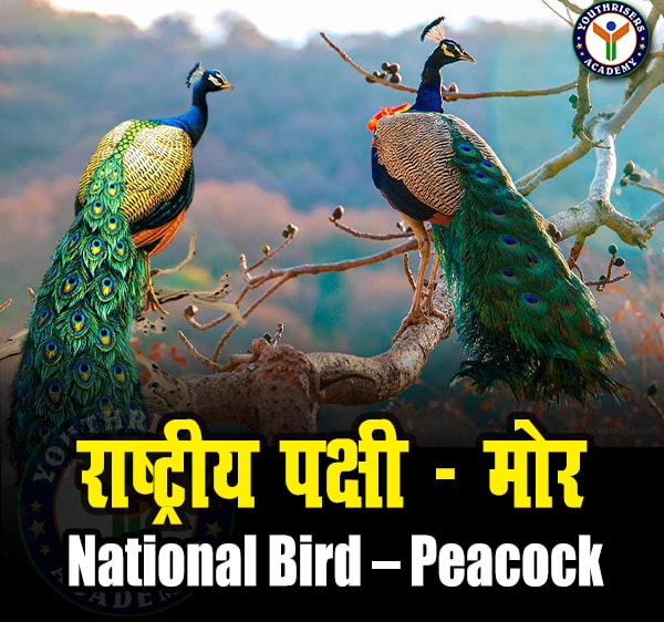 राष्ट्रीय पक्षी – मोर (National Bird – Peacock)