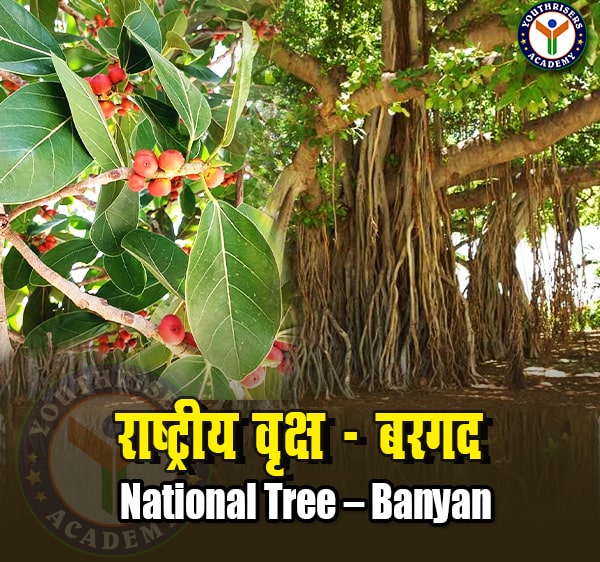 राष्ट्रीय वृक्ष – बरगद (National Tree – Banyan)