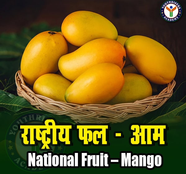 राष्ट्रीय फल – आम (National Fruit – Mango)