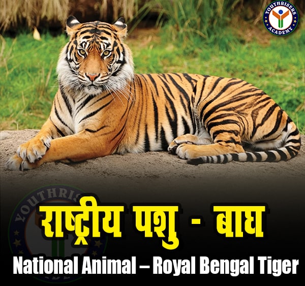 राष्ट्रीय पशु – बाघ (National Animal – Royal Bengal Tiger)