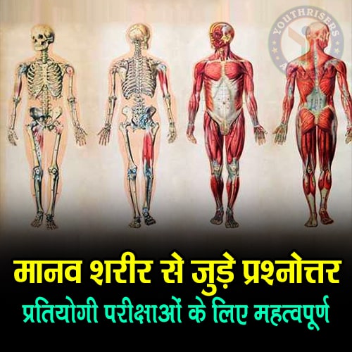 मानव शरीर से जुड़े महत्वपूर्ण प्रश्नोत्तर Important questions and answers related to human body