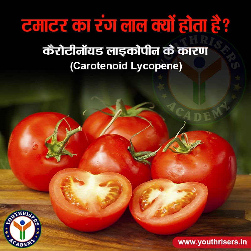 टमाटर का लाल रंग क्यों होता है? Why is tomato red in color?