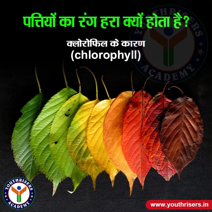 पत्तियों का रंग हरा क्यों होता है? Why are the leaves green in color?