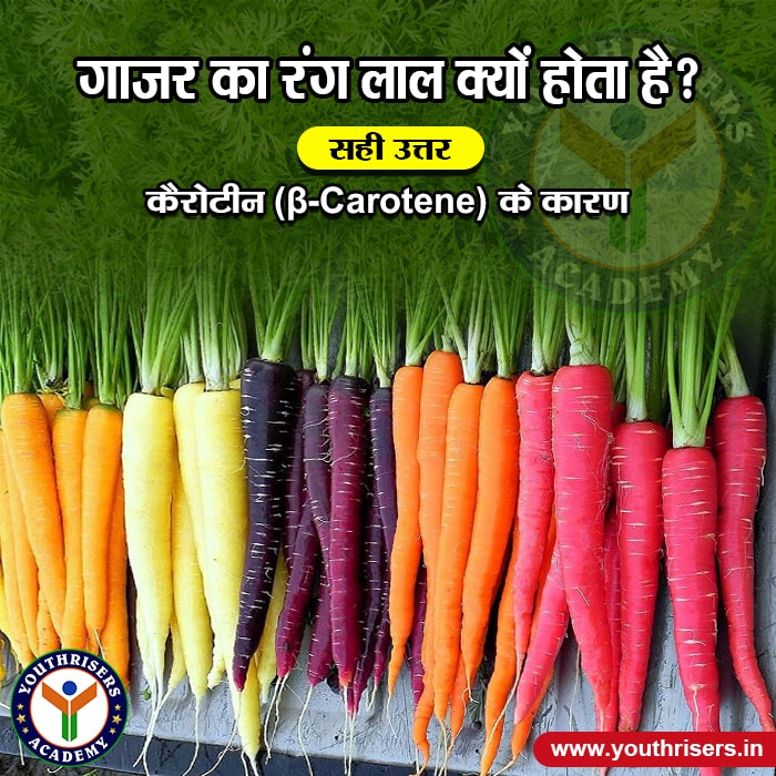 गाजर का रंग लाल क्यों होता है? Why is the color of carrot red?